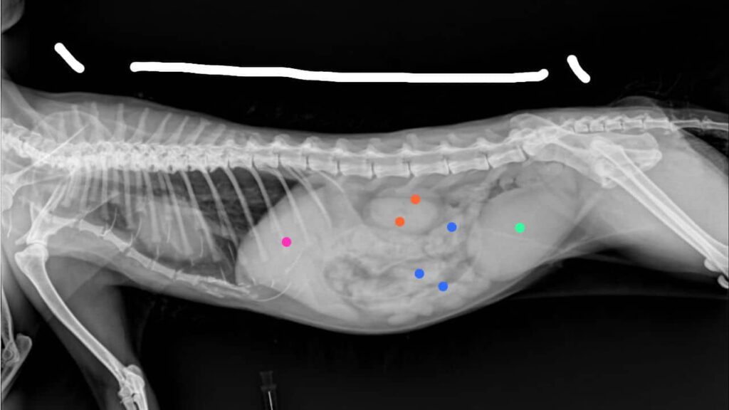 faktor penentu harga x ray kucing di malaysia