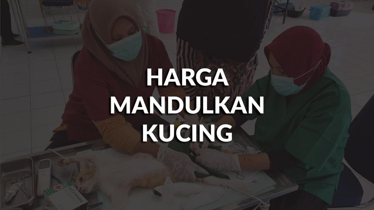 harga mandulkan kucing klinik kerajaan terkini di malaysia