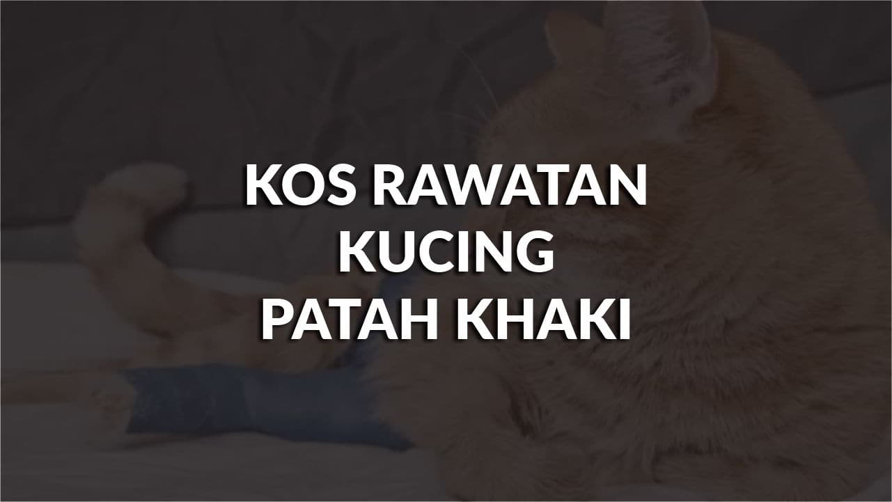 kos rawatan kucing patah kaki terkini di all klinik malaysia