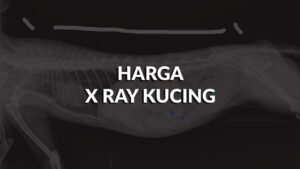 list harga x ray kucing terkini di malaysia & faktor penentu