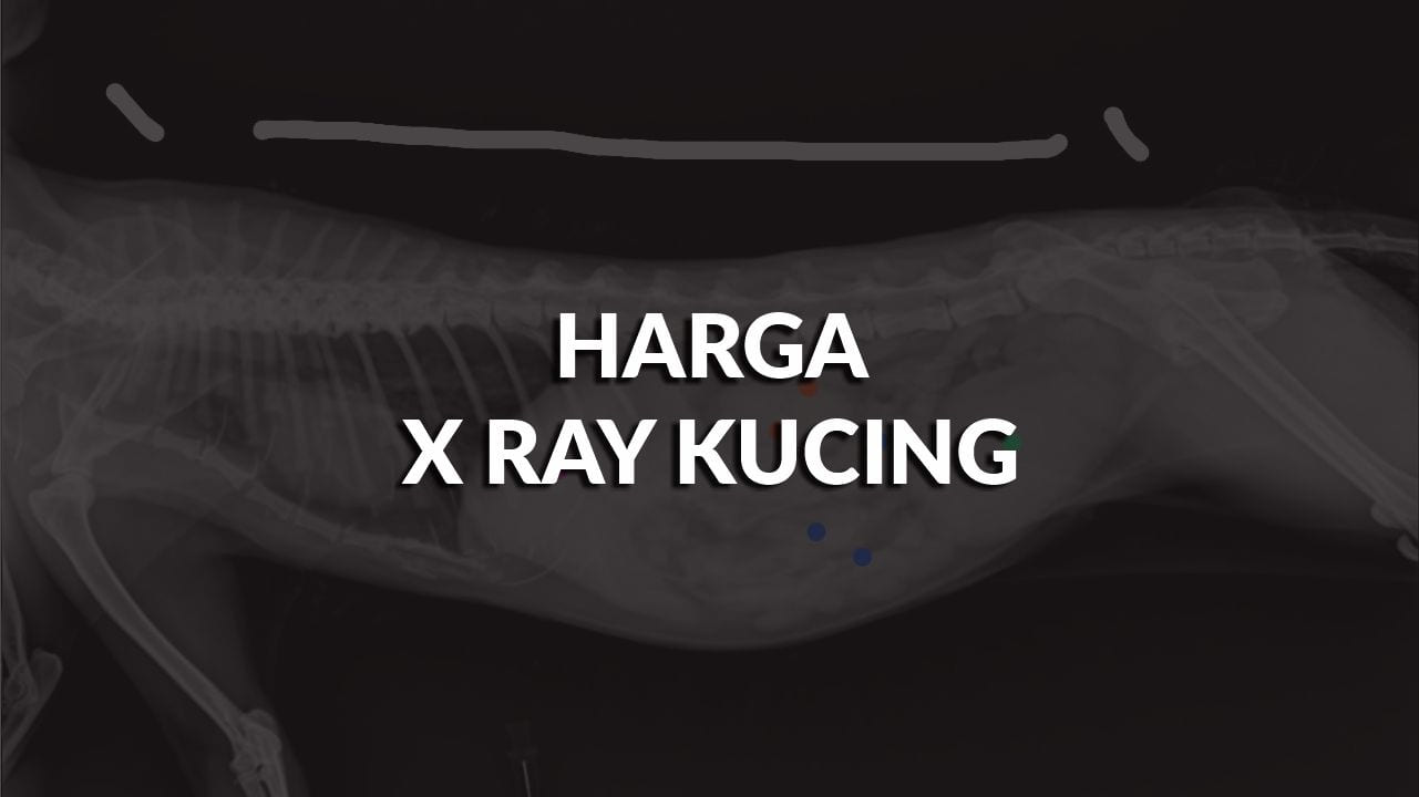 list harga x ray kucing terkini di malaysia & faktor penentu