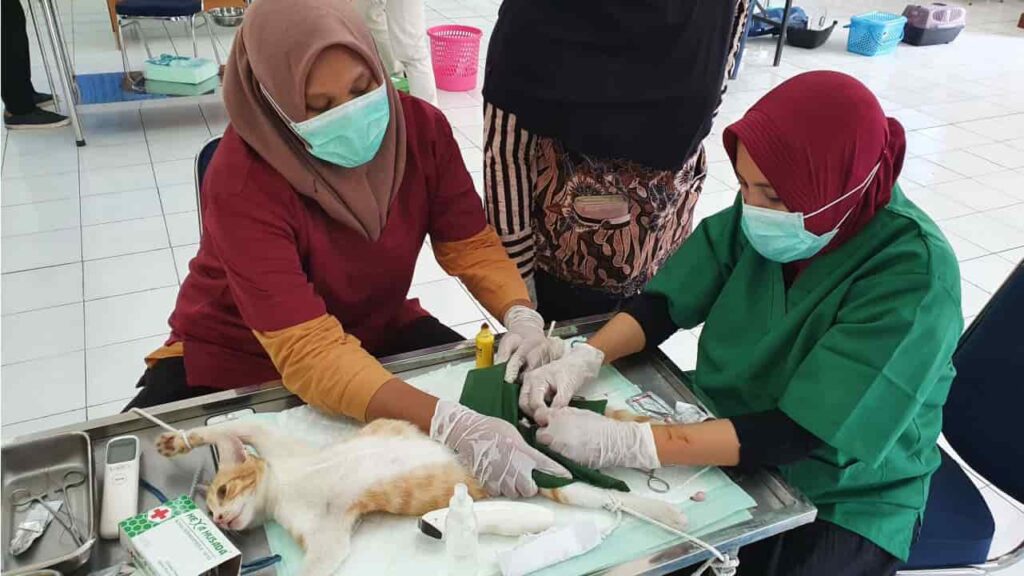 soalan lazim mengenai harga mandulkan kucing klinik