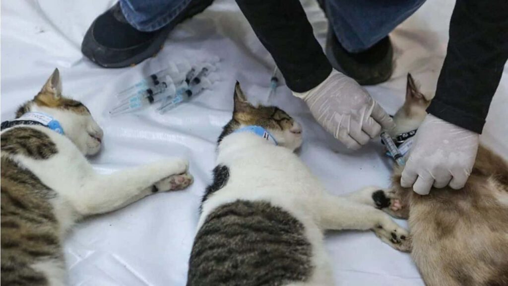 tips memilih klinik mandulkan kucing