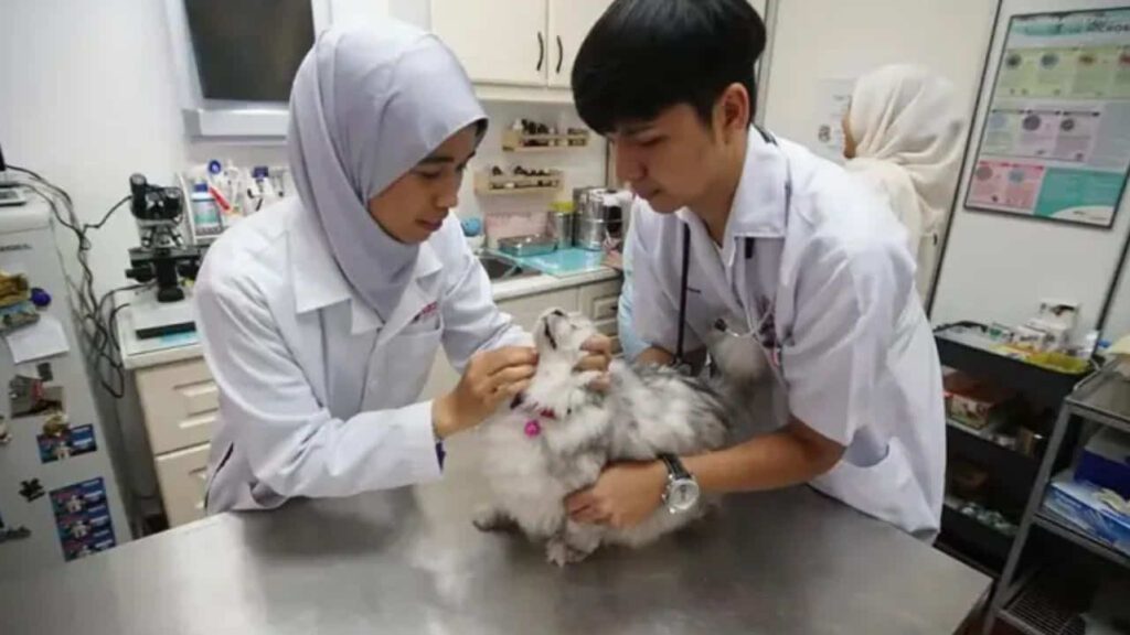 harga rawatan klinik veterinar kerajaan terkini