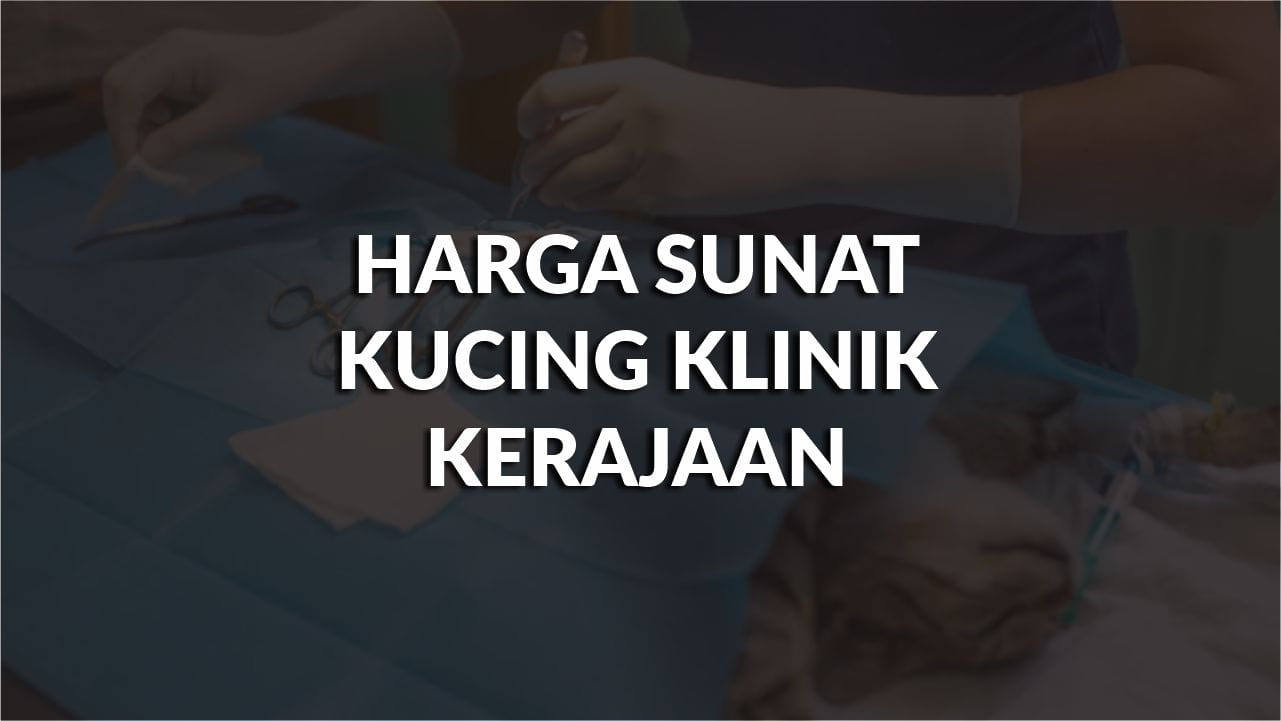 harga sunat kucing klinik kerajaan terkini, compare, proses